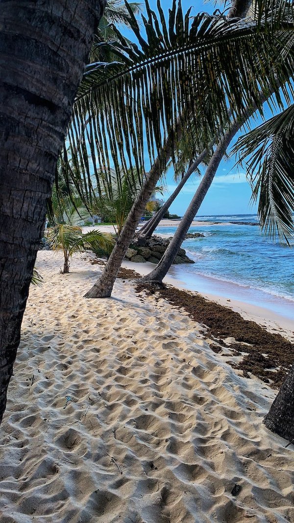 Visiter la Barbade et découvrir ses merveilles naturelles : plages, rhum, plantations, grotte et naturel - hébergement et location de voiture